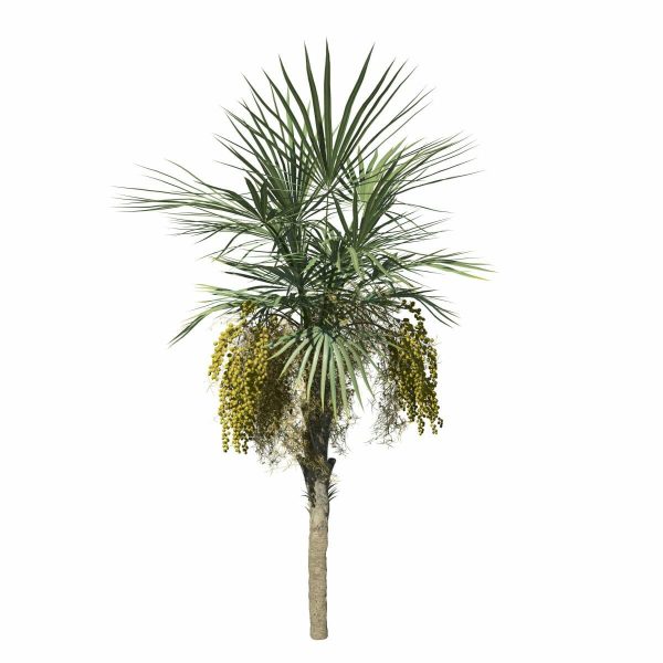 palmetto_3